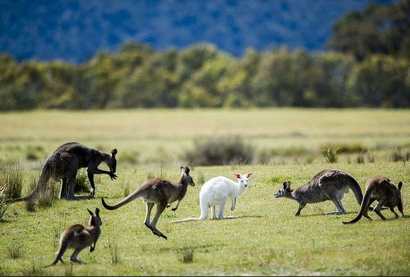 Picture 3 of Admire the albino hamster rarely seen in Australia