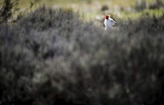 Picture 4 of Admire the albino hamster rarely seen in Australia