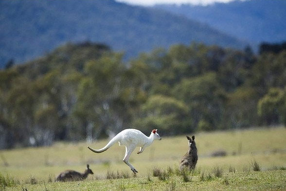 Picture 5 of Admire the albino hamster rarely seen in Australia