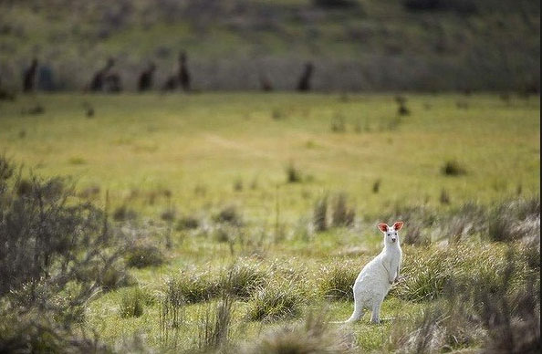 Picture 6 of Admire the albino hamster rarely seen in Australia