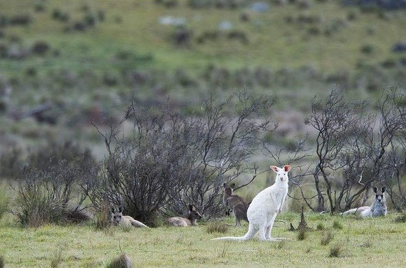 Picture 7 of Admire the albino hamster rarely seen in Australia
