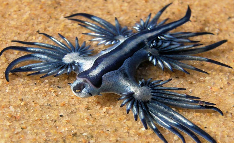 Picture 7 of Admire the beautiful blue dragon on the seabed