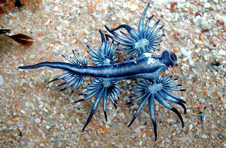Picture 8 of Admire the beautiful blue dragon on the seabed