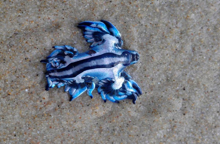 Picture 9 of Admire the beautiful blue dragon on the seabed
