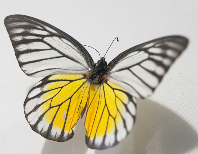 Admire the beautiful, exotic butterflies in Vietnam images 10