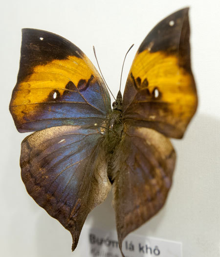 Admire the beautiful, exotic butterflies in Vietnam images 3