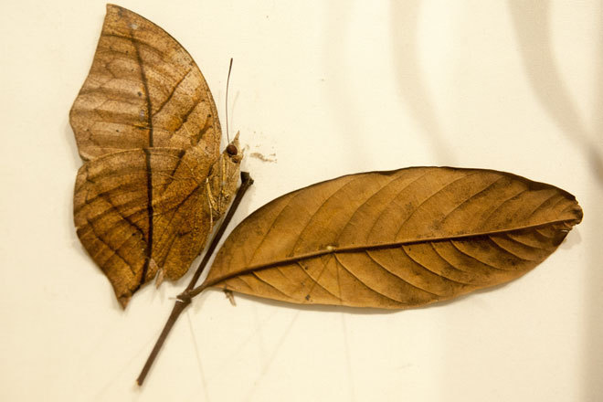 Admire the beautiful, exotic butterflies in Vietnam images 4