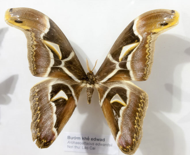 Admire the beautiful, exotic butterflies in Vietnam images 5
