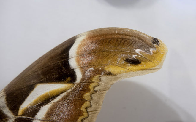 Admire the beautiful, exotic butterflies in Vietnam images 6