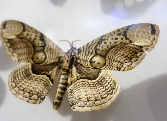 Admire the beautiful, exotic butterflies in Vietnam images 7