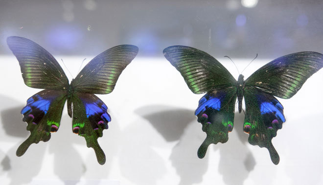 Admire the beautiful, exotic butterflies in Vietnam images 8