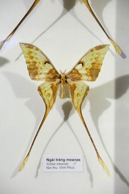 Admire the beautiful, exotic butterflies in Vietnam images 9