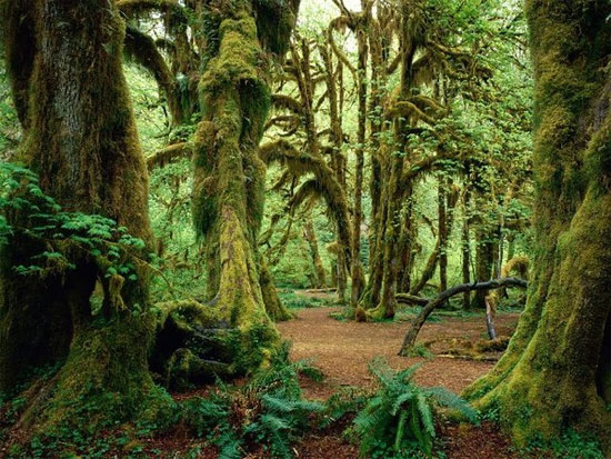 Picture 8 of Admire the beauty of strange and unique forests in the world