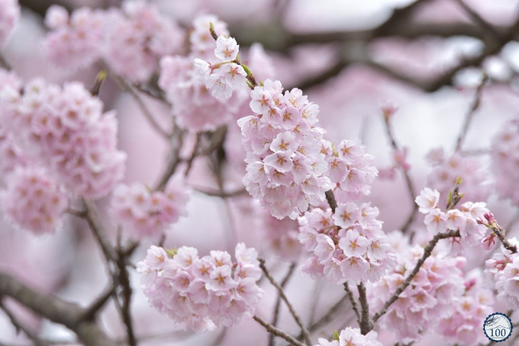 Picture 5 of Admire the cherry tree which is classified by the Japanese government as a national treasure