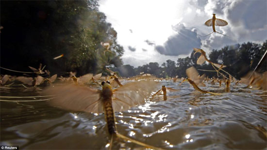Picture 6 of Admire the ephemeral species 'reunion' on the river