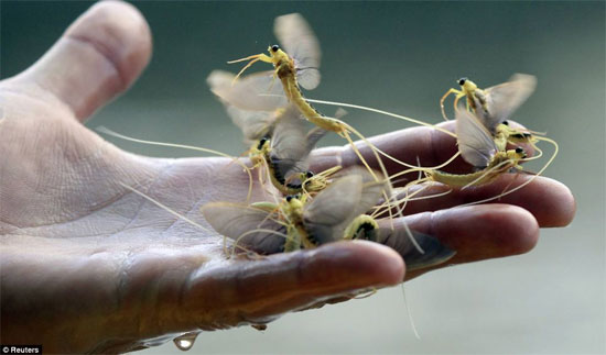 Picture 8 of Admire the ephemeral species 'reunion' on the river