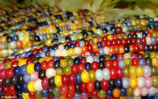 Picture 1 of Admire the exotic polychrome corn in America