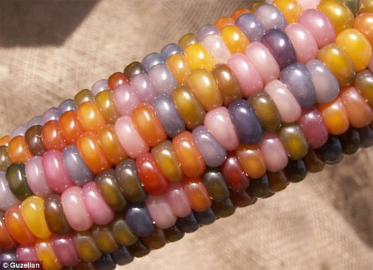 Picture 2 of Admire the exotic polychrome corn in America