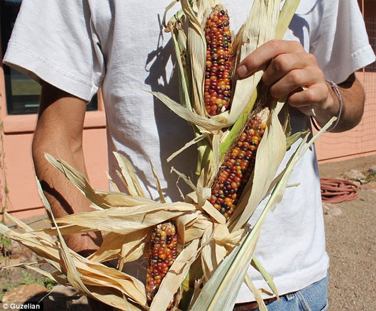 Picture 3 of Admire the exotic polychrome corn in America