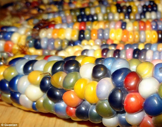 Picture 4 of Admire the exotic polychrome corn in America