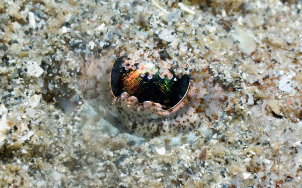 Picture 10 of Admire the extreme camouflage art of animals