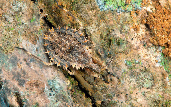 Picture 11 of Admire the extreme camouflage art of animals