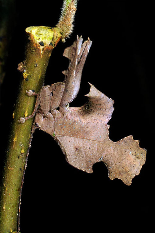 Picture 7 of Admire the extreme camouflage art of animals