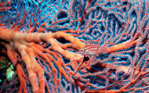 Picture 8 of Admire the extreme camouflage art of animals