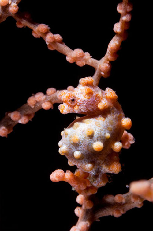 Picture 9 of Admire the extreme camouflage art of animals