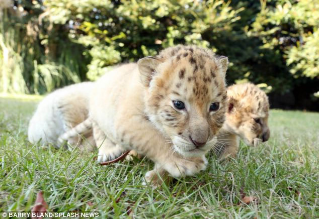 Picture 6 of Admire the extremely rare breed of hybrids between tigers and lions