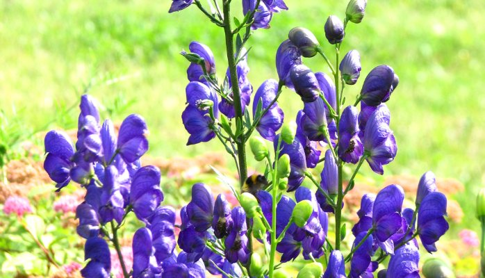 Picture 1 of Admire the flower of the