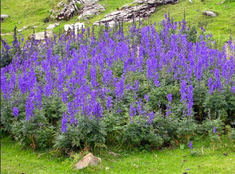 Picture 2 of Admire the flower of the