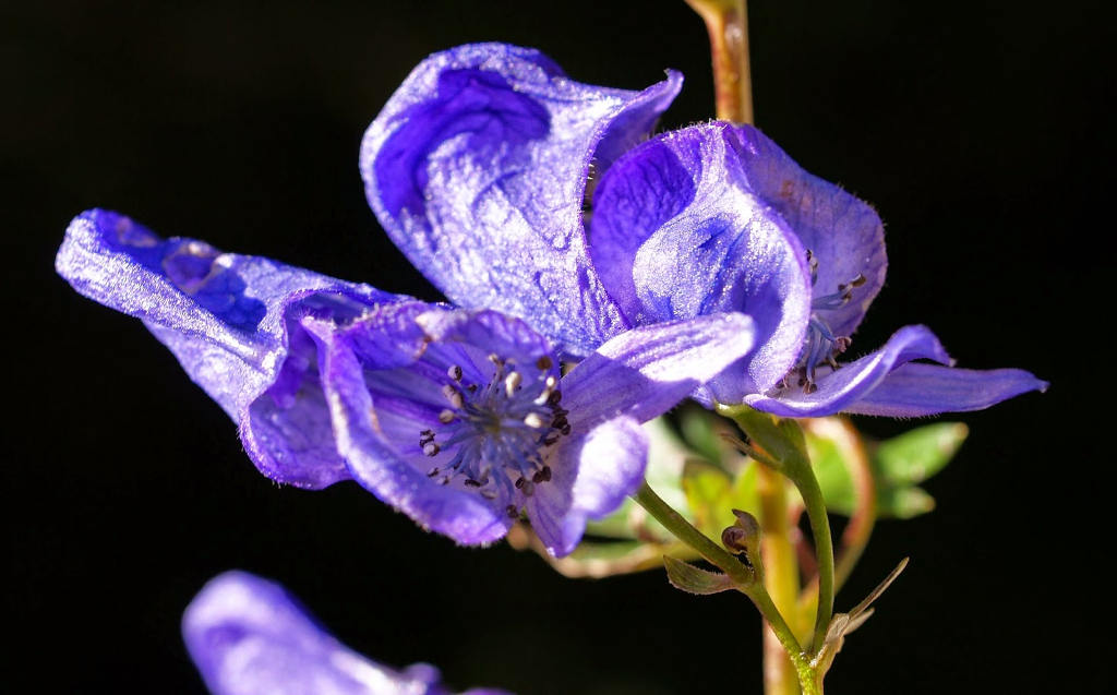 Picture 3 of Admire the flower of the