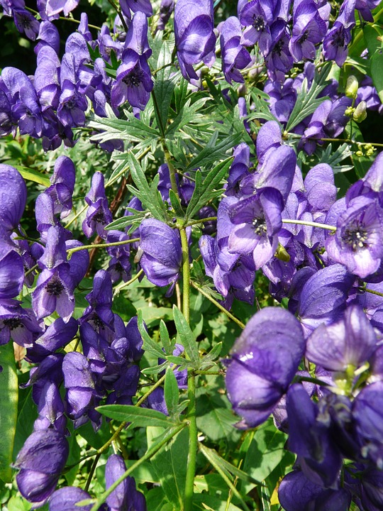 Picture 4 of Admire the flower of the