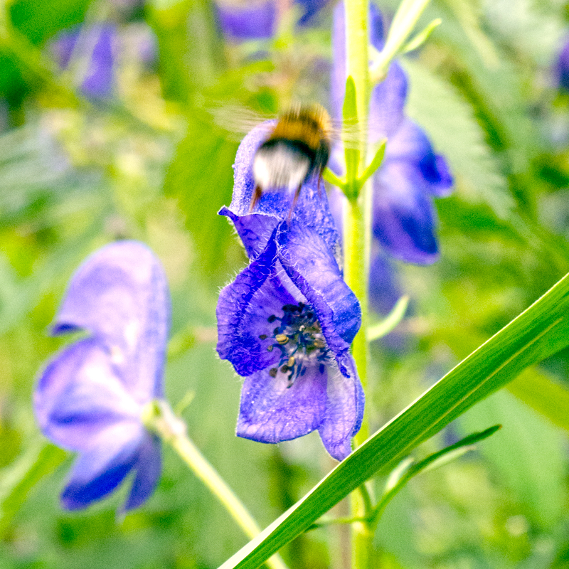 Picture 5 of Admire the flower of the