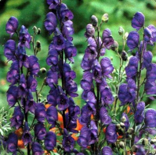 Picture 6 of Admire the flower of the