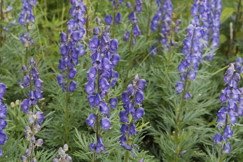 Picture 7 of Admire the flower of the