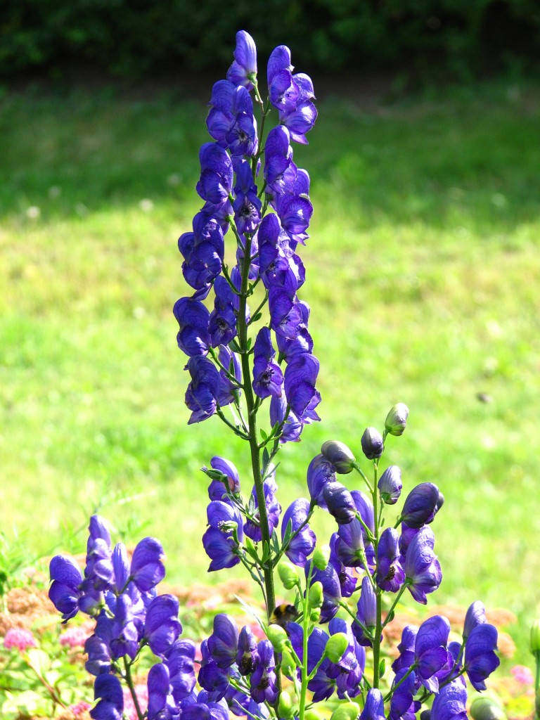 Picture 8 of Admire the flower of the