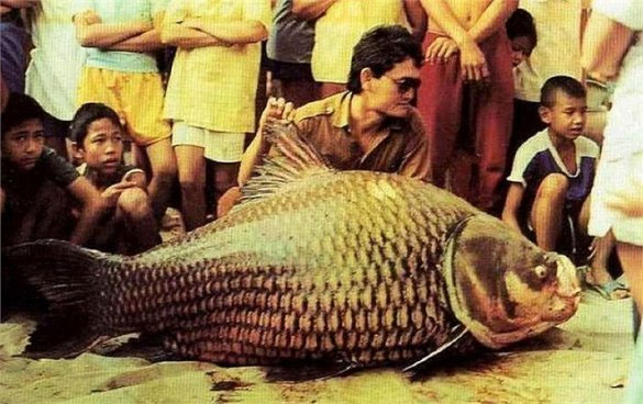 Picture 12 of Admire the giant Siamese carp caught in the Mekong River