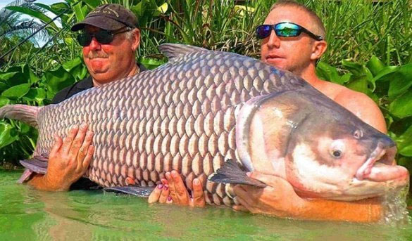 Picture 14 of Admire the giant Siamese carp caught in the Mekong River