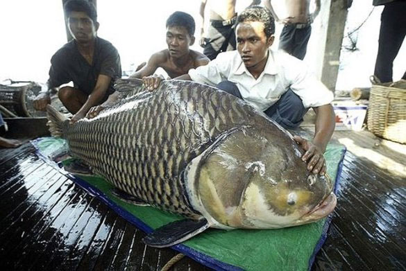 Picture 15 of Admire the giant Siamese carp caught in the Mekong River