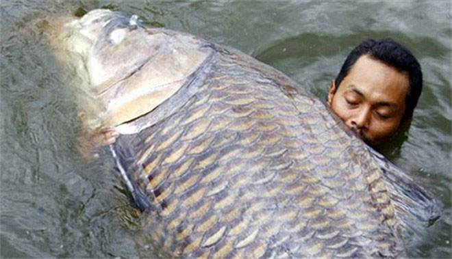 Picture 17 of Admire the giant Siamese carp caught in the Mekong River