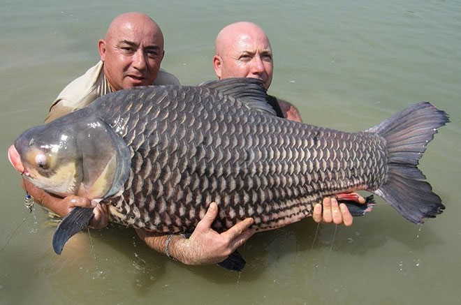 Picture 18 of Admire the giant Siamese carp caught in the Mekong River