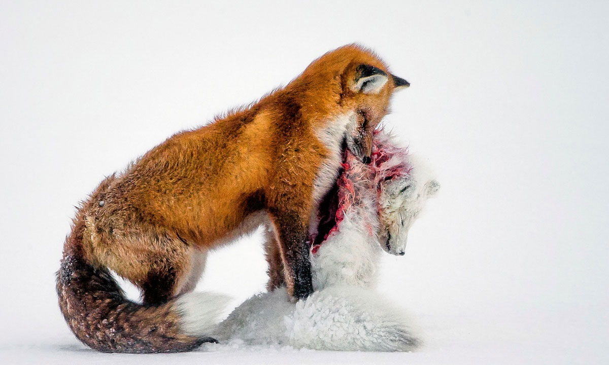 Picture 12 of Admire the incredible photos of 2015