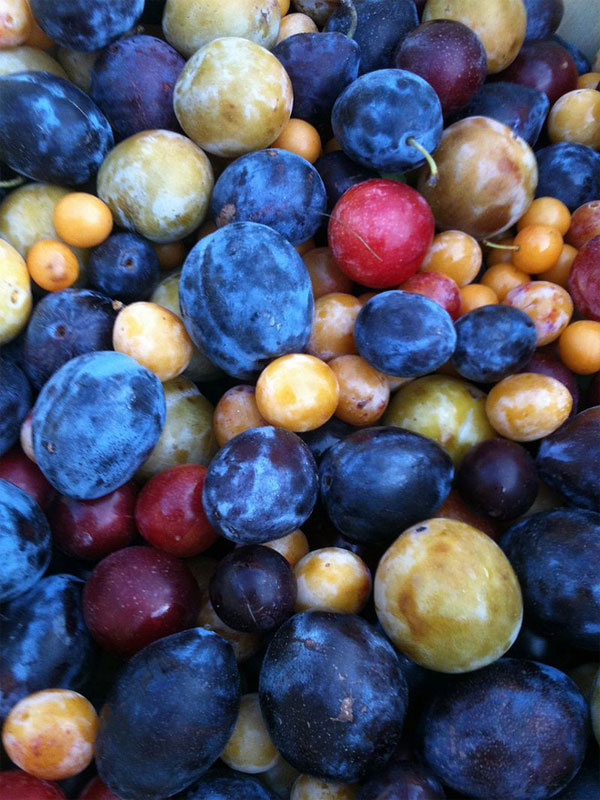 Picture 7 of Admire the miraculous tree that produces 40 fruits in a year