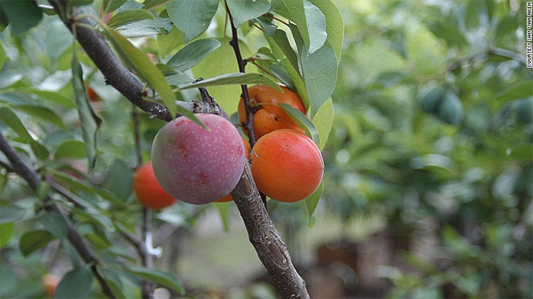 Picture 8 of Admire the miraculous tree that produces 40 fruits in a year