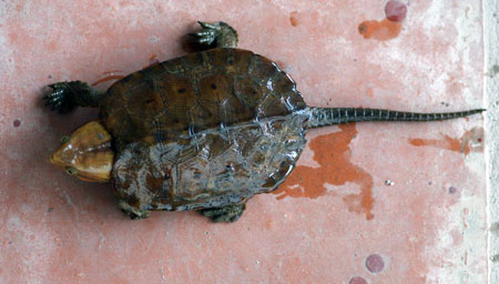Picture 1 of Admire the 'monstrous' turtle of Vietnam