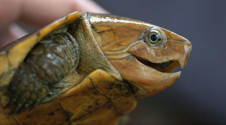 Picture 2 of Admire the 'monstrous' turtle of Vietnam