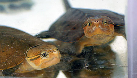 Picture 4 of Admire the 'monstrous' turtle of Vietnam