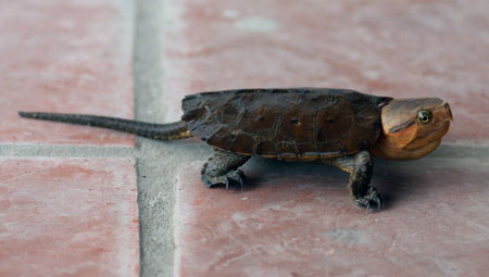 Picture 5 of Admire the 'monstrous' turtle of Vietnam